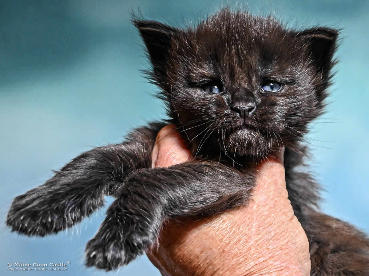 Katzenbaby H4 Haylie 3 Wochen alt Katzenbaby H4 Haylie 3 Wochen alt