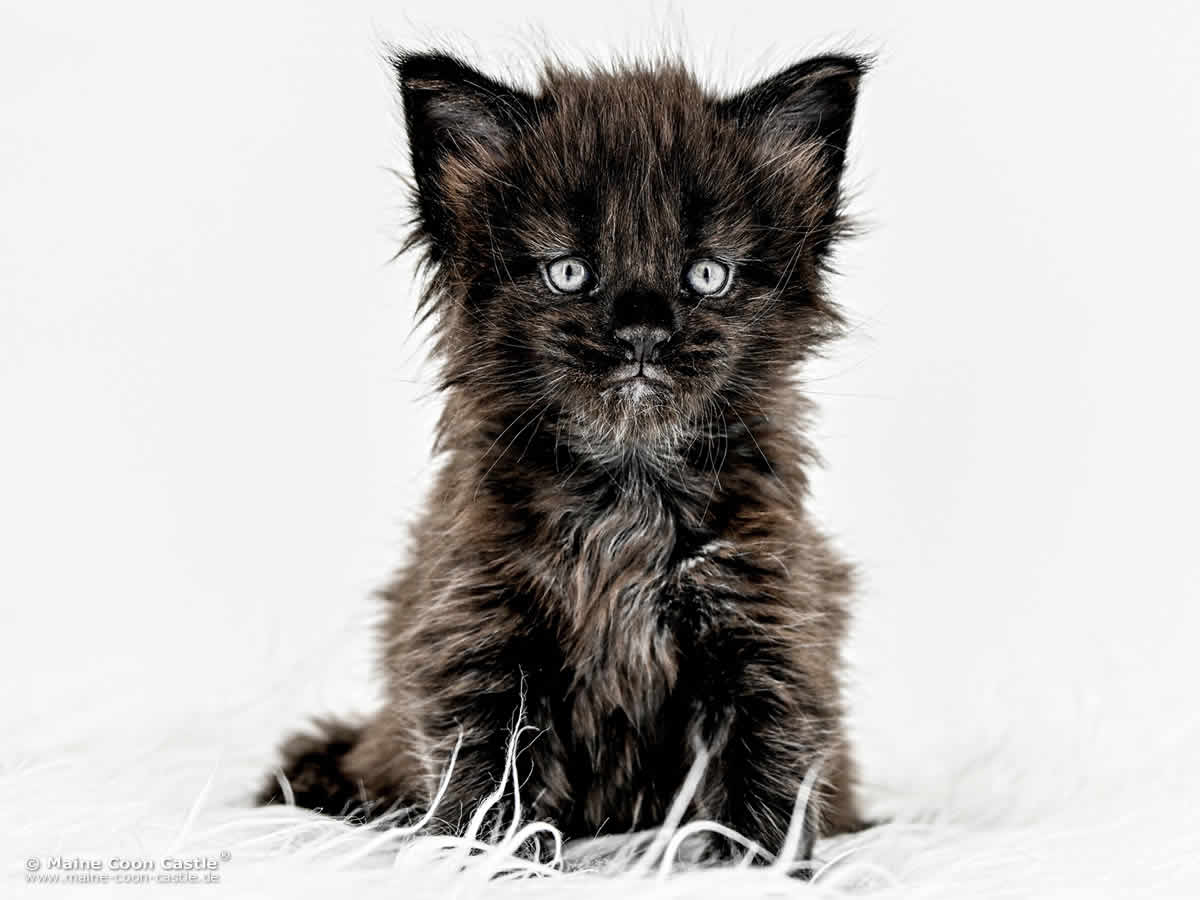 H4 Haylie of Maine Coon Castle H4 Haylie of Maine Coon Castle