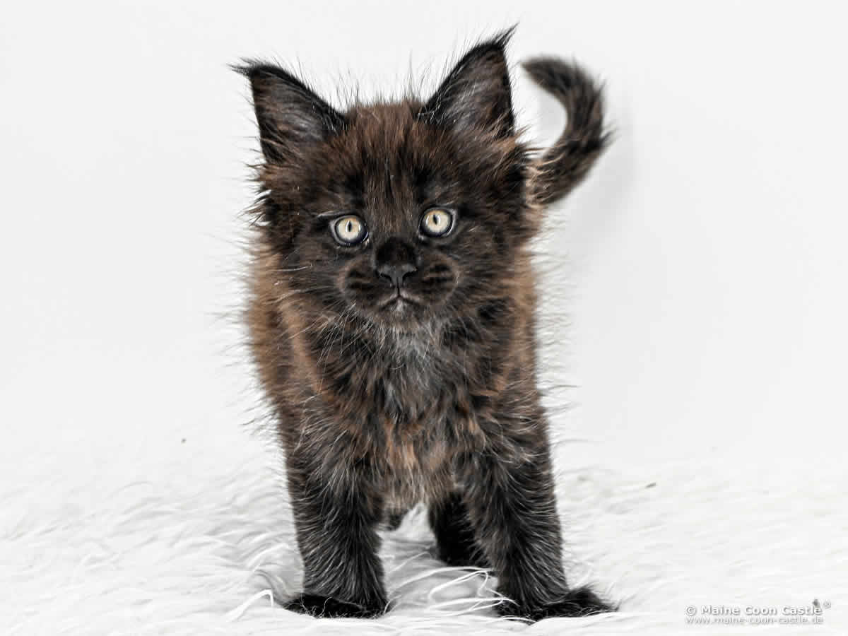 H4 Haylie of Maine Coon Castle H4 Haylie of Maine Coon Castle
