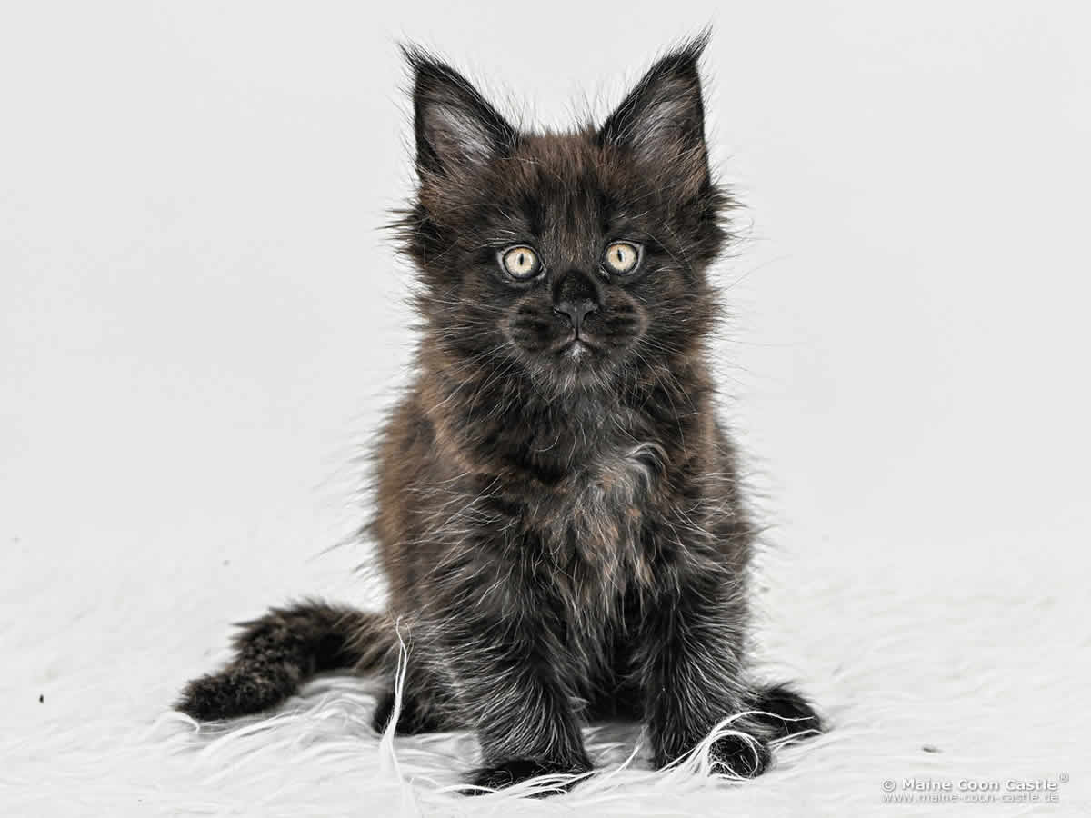 H4 Haylie of Maine Coon Castle H4 Haylie of Maine Coon Castle