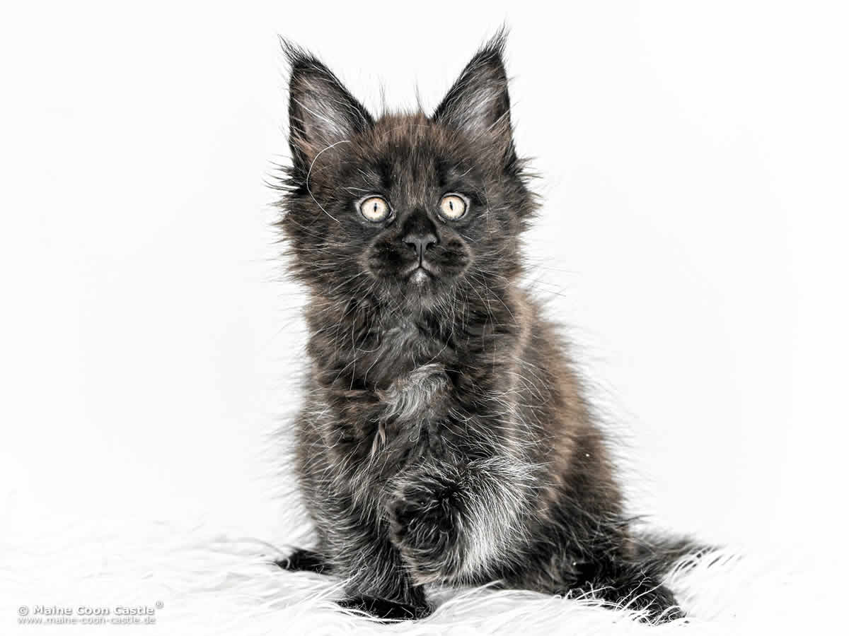 H4 Haylie of Maine Coon Castle H4 Haylie of Maine Coon Castle