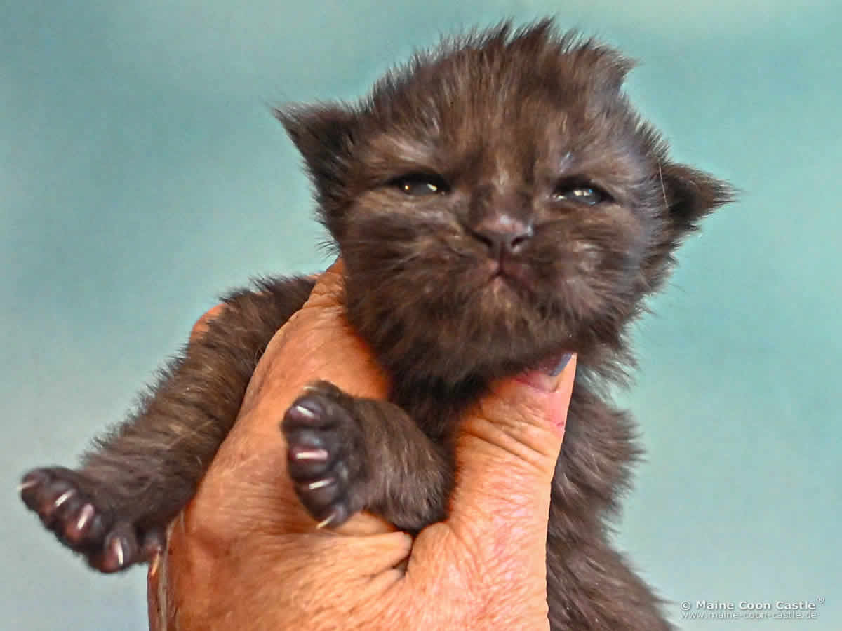 Katzenbaby H4 Heaven 1 Woche alt Katzenbaby H4 Heaven 1 Woche alt
