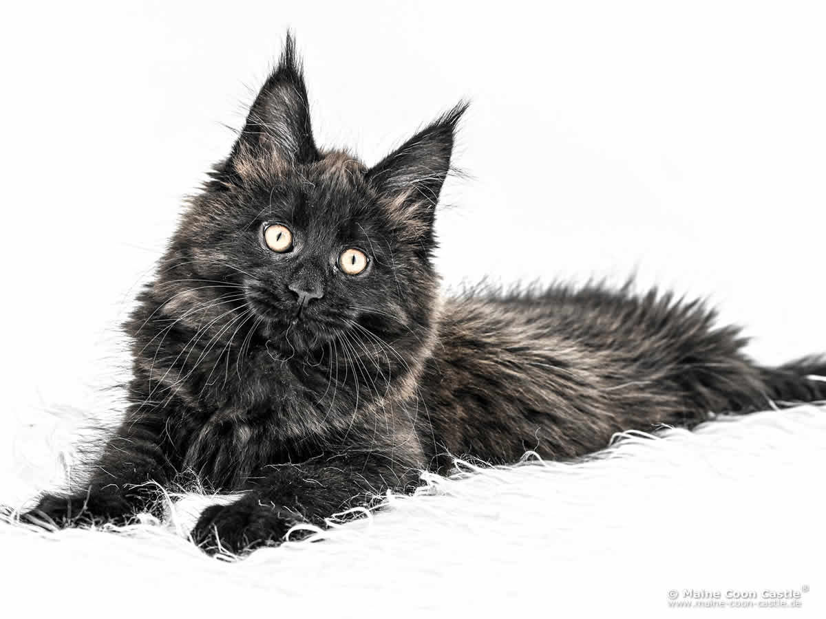 H4 Heaven of Maine Coon Castle