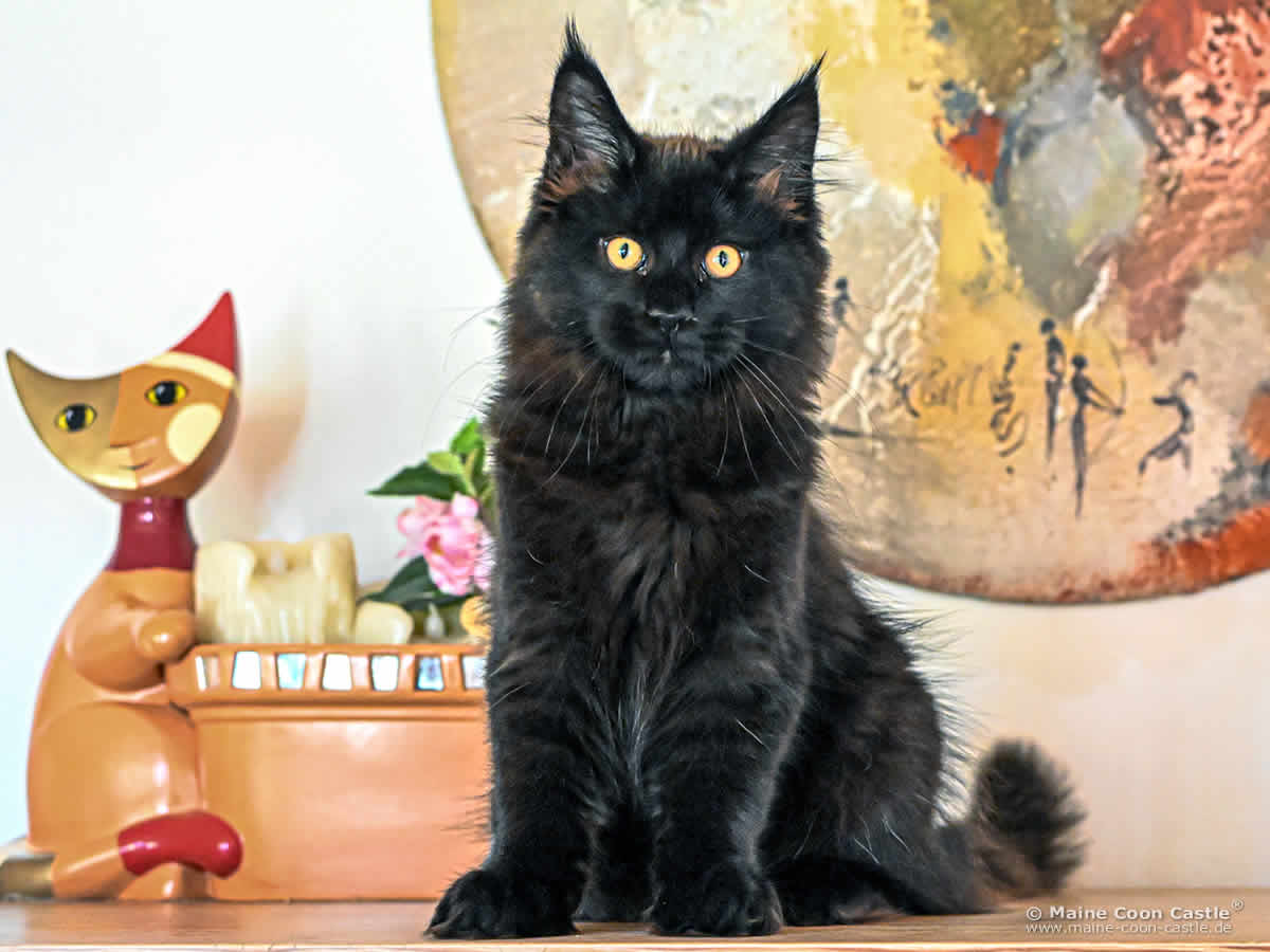 H4 Heaven of Maine Coon Castle H4 Heaven of Maine Coon Castle