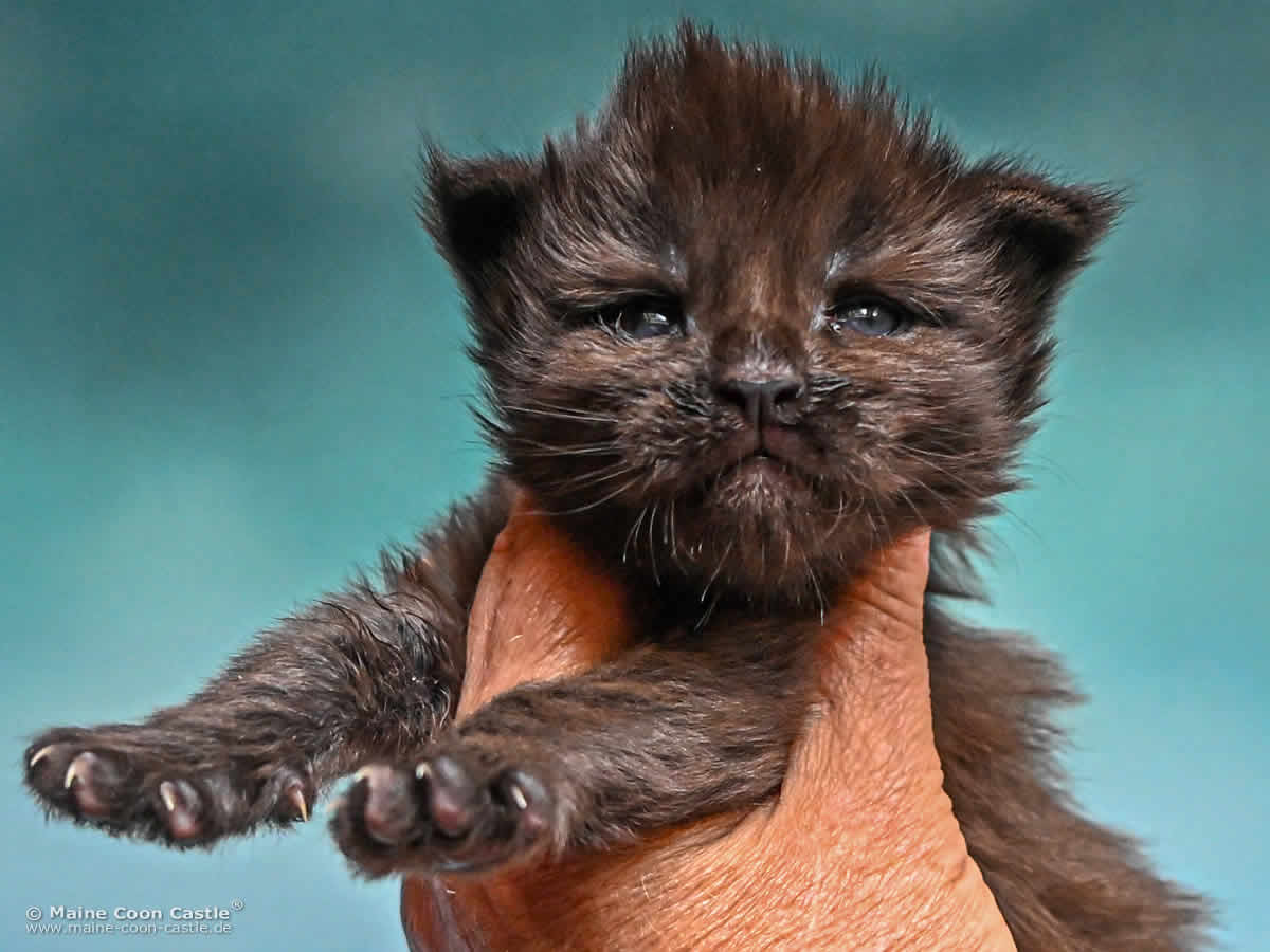 Katzenbaby H4 Heaven 2 Wochen alt Katzenbaby H4 Heaven 2 Wochen alt