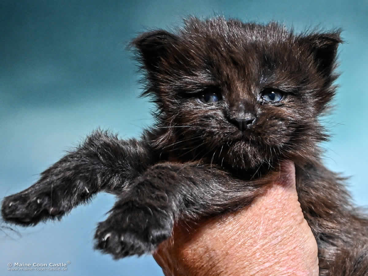 Katzenbaby H4 Heaven 3 Wochen alt Katzenbaby H4 Heaven 3 Wochen alt