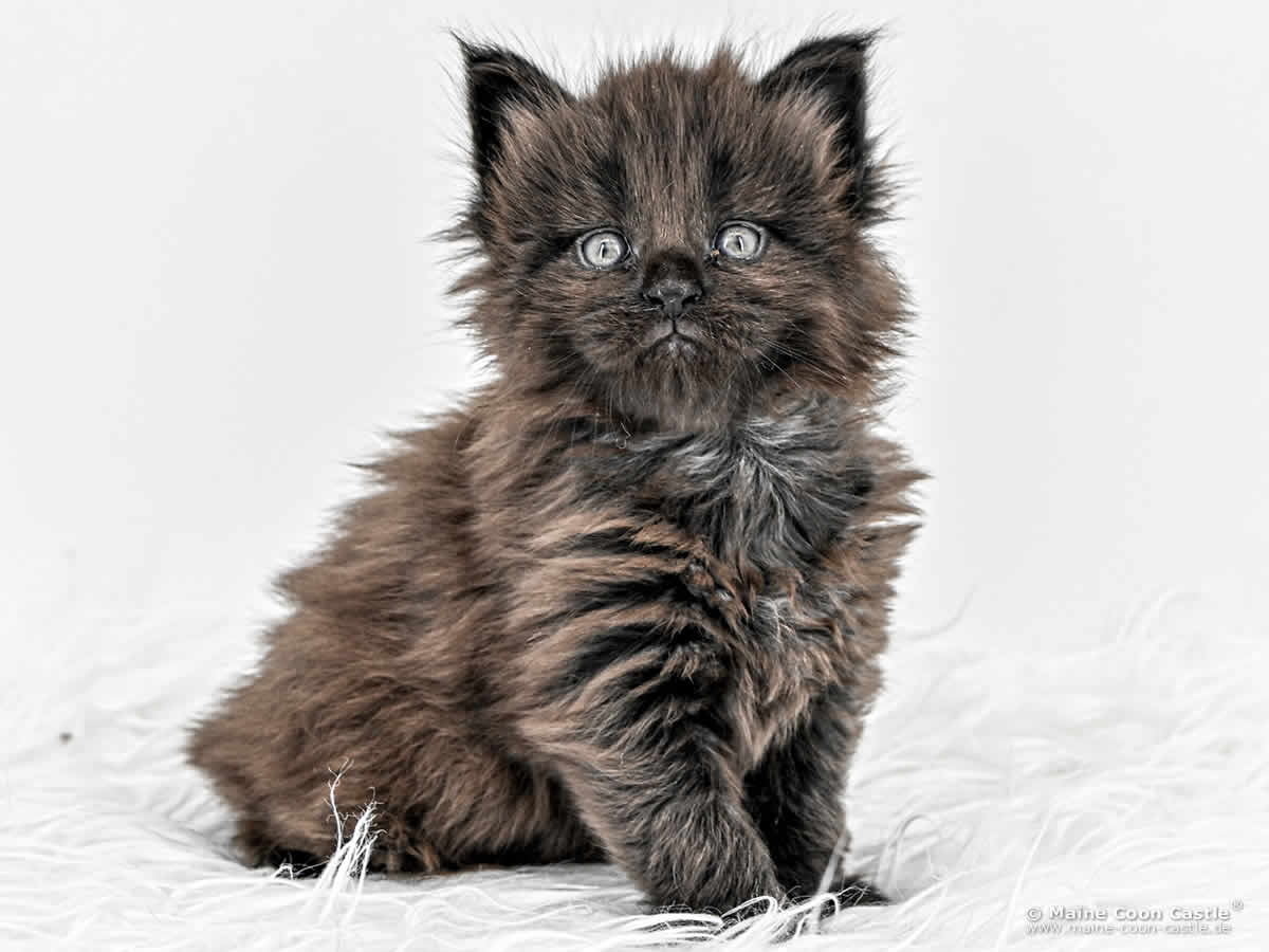 H4 Heaven of Maine Coon Castle H4 Heaven of Maine Coon Castle