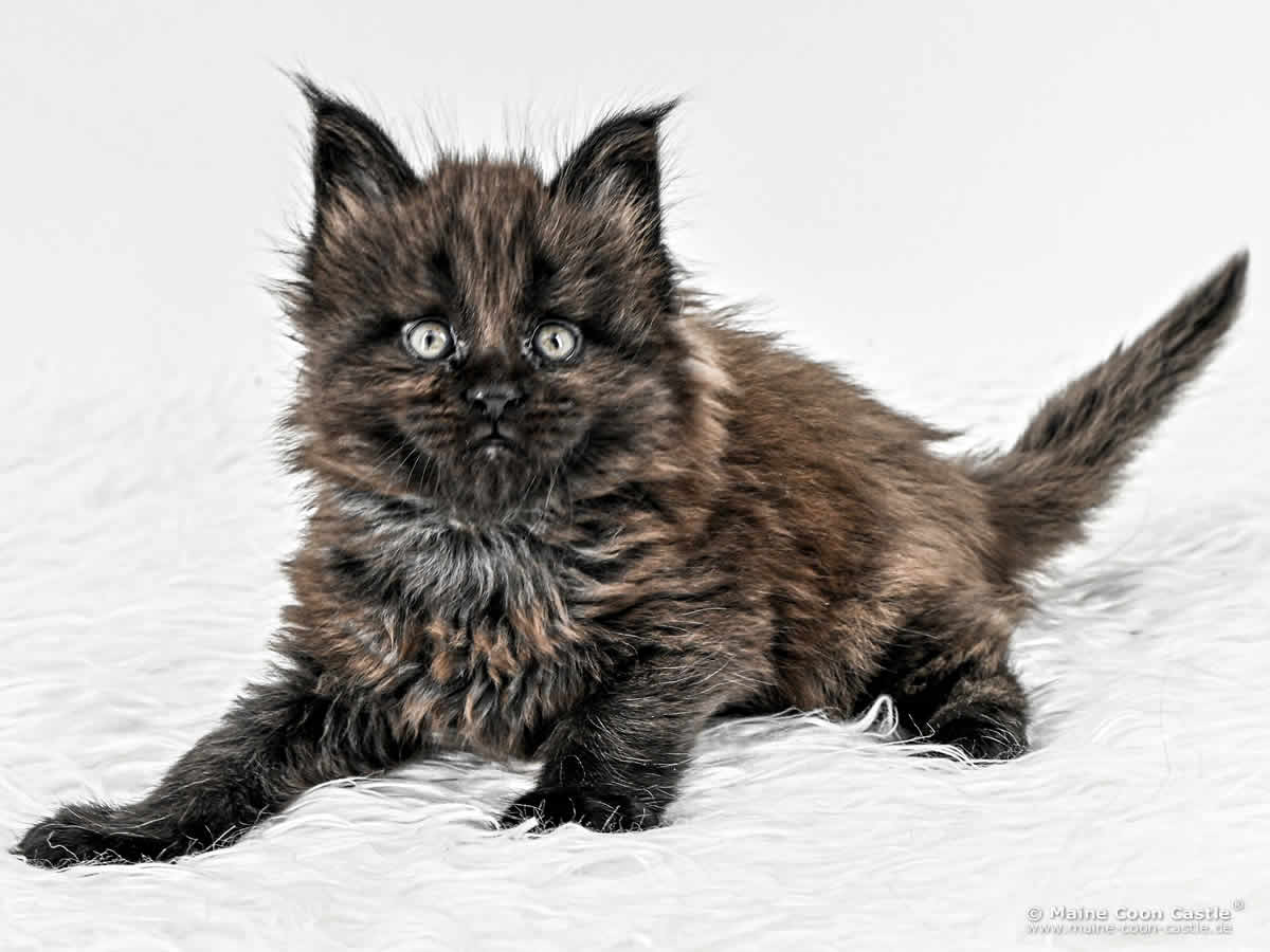 H4 Heaven 5 Wochen alt, 775 g Katzenbaby H4 Heaven 5 Wochen alt
