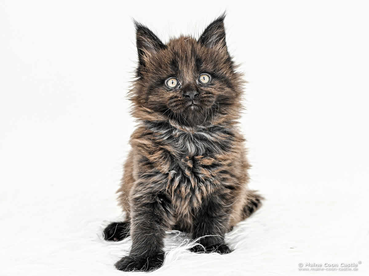 H4 Heaven of Maine Coon Castle H4 Heaven of Maine Coon Castle
