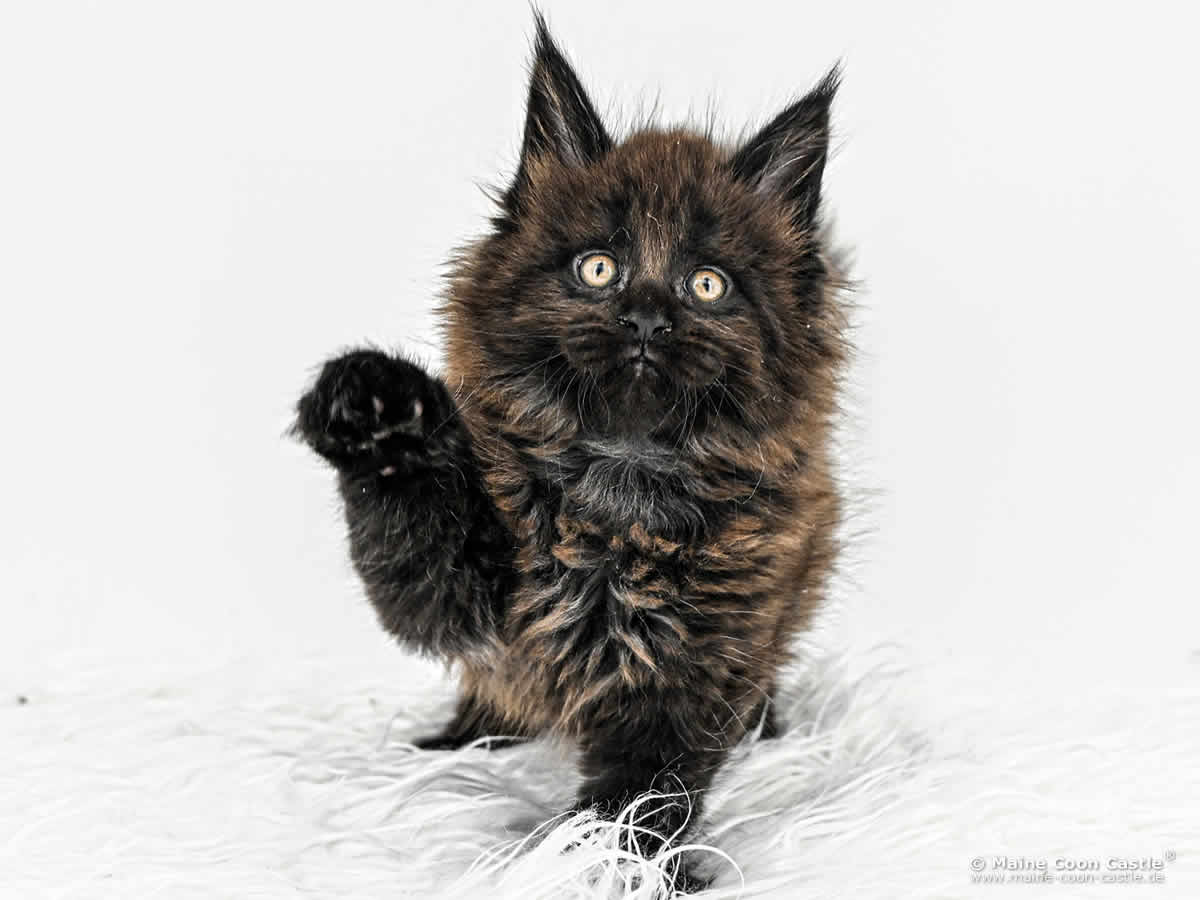 H4 Heaven of Maine Coon Castle H4 Heaven of Maine Coon Castle