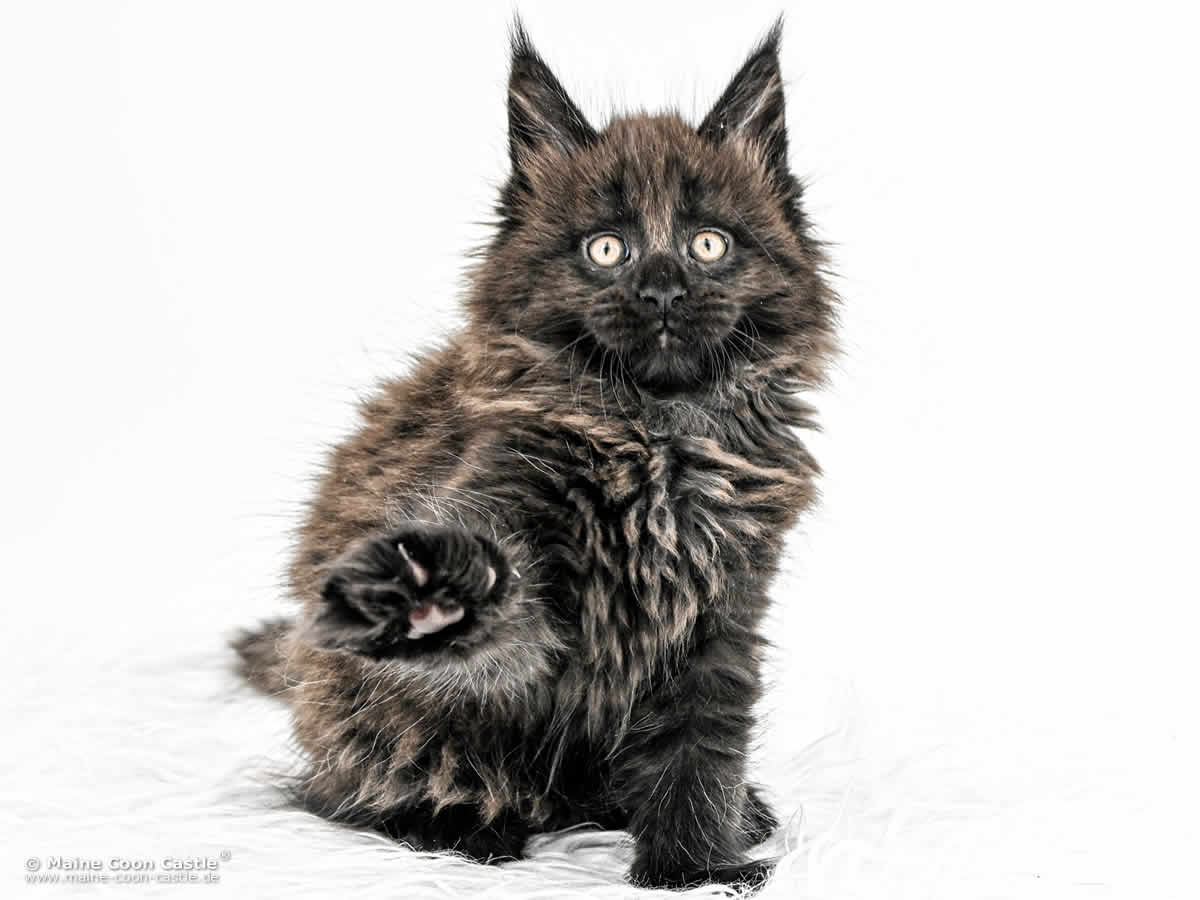 H4 Heaven of Maine Coon Castle H4 Heaven of Maine Coon Castle