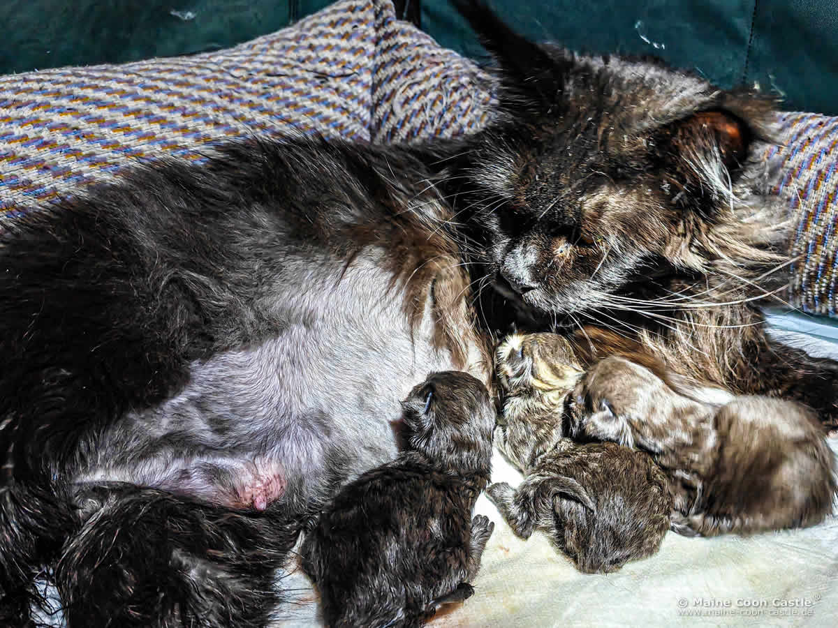 Wally of Maine Coon Castle im Wochenbett Wally of Maine Coon Castle im Wochenbett