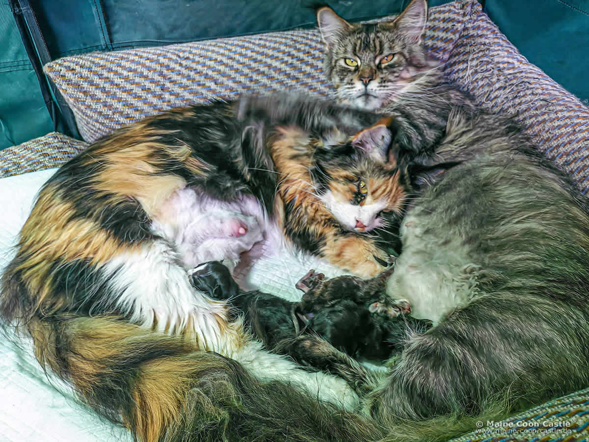 Maine Coon Katzen Elena und Elea mit Babys im Wurfbett Maine Coon Katzen Elena und Elea mit Babys im Wurfbett