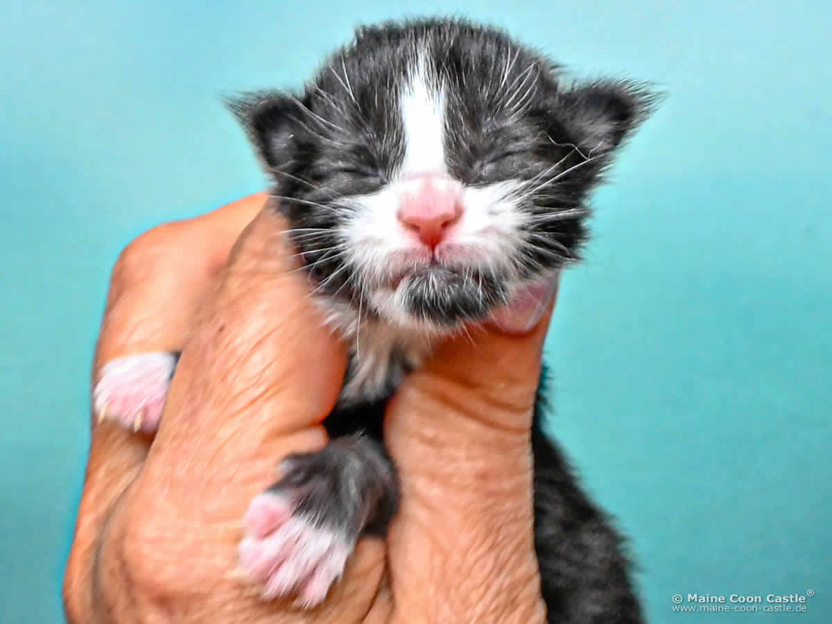 Maine Coon Baby I4 Ian 1 Tag alt Maine Coon Baby I4 Ian 1 Tag alt
