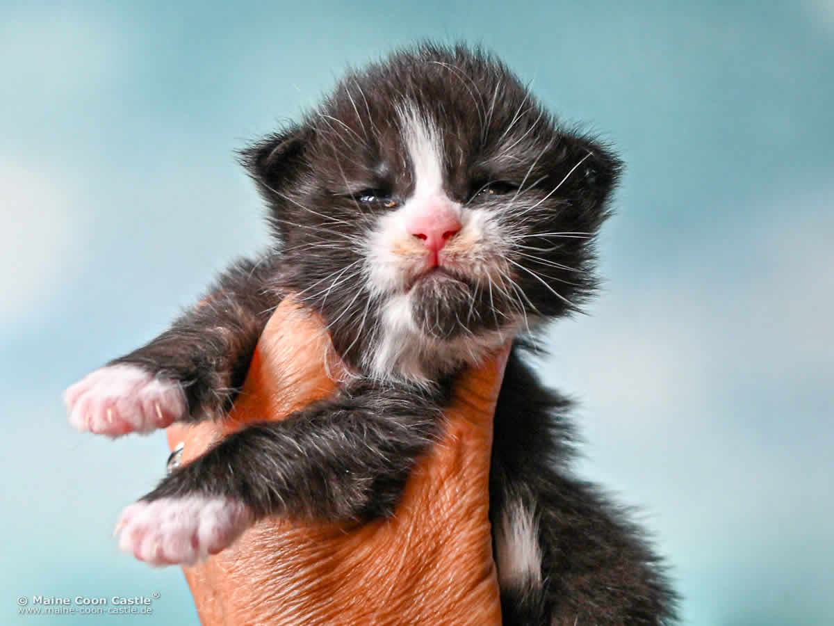 I4 Ian of Maine Coon Castle I4 Ian of Maine Coon Castle