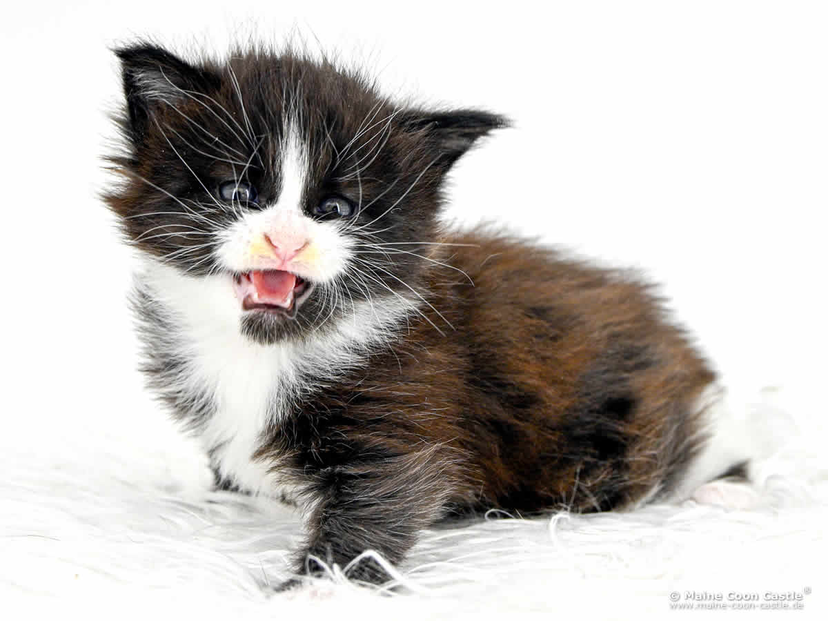 I4 Ian 4 Wochen alt, 655 g Maine Coon Baby I4 Ian 4 Wochen alt