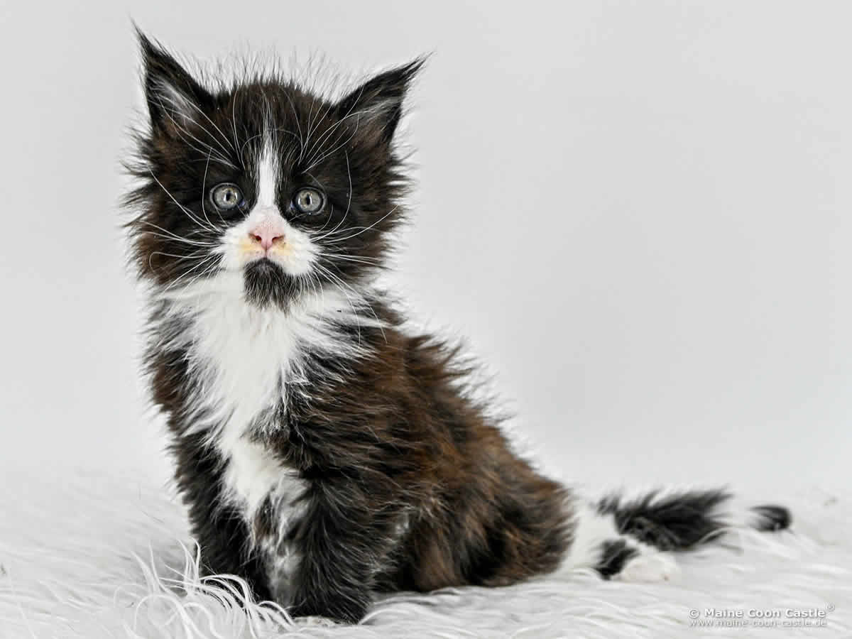 I4 Ian 5 Wochen alt, 740 g Maine Coon Baby I4 Ian 5 Wochen alt