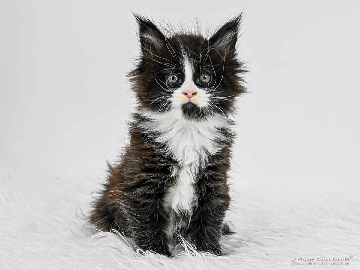 Maine Coon Baby I4 Ian 6 Wochen alt Maine Coon Baby I4 Ian 6 Wochen alt