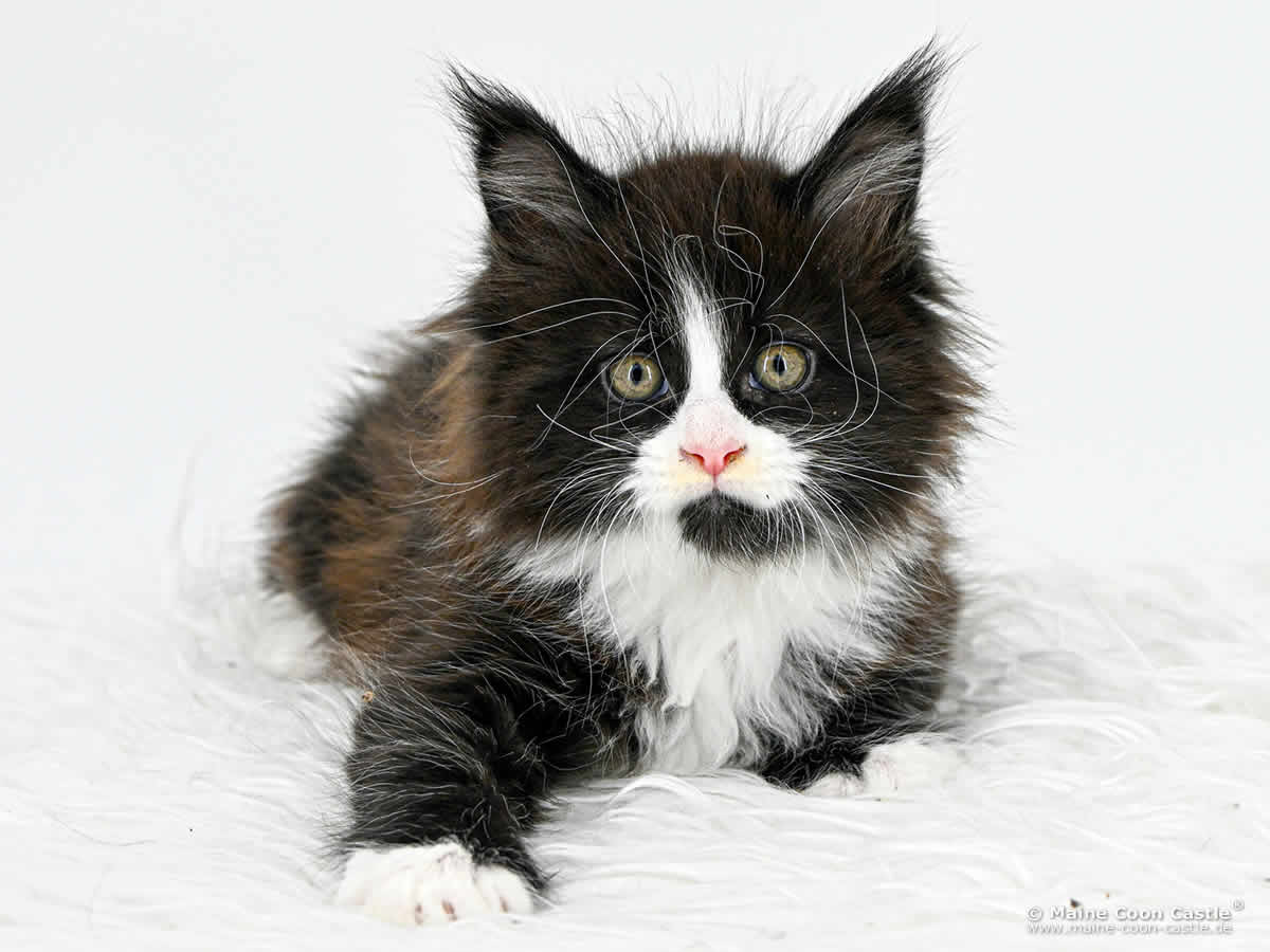 I4 Ian of Maine Coon Castle I4 Ian of Maine Coon Castle