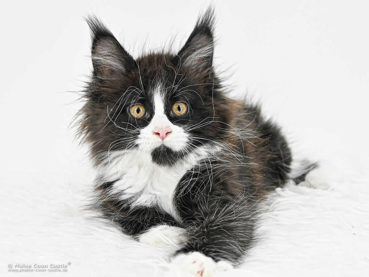 Maine Coon Baby I4 Ida 10 Wochen alt