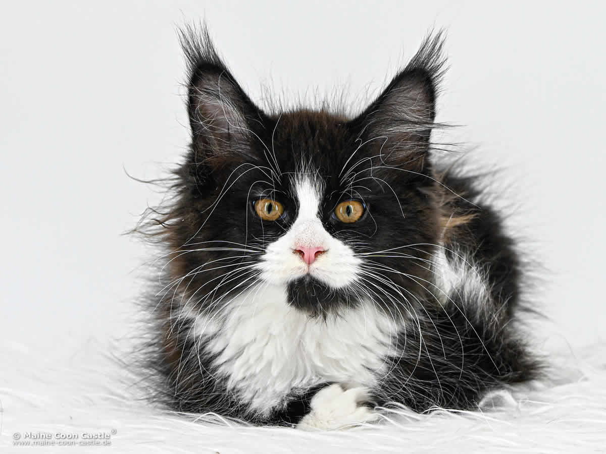 Maine Coon Baby I4 Ida 12 Wochen alt Maine Coon Baby I4 Ida 12 Wochen alt