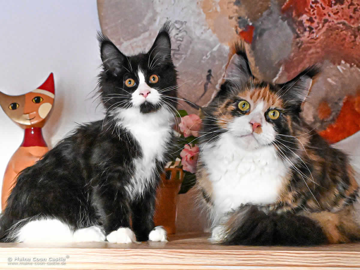 I4 Ida of Maine Coon Castle I4 Ida of Maine Coon Castle