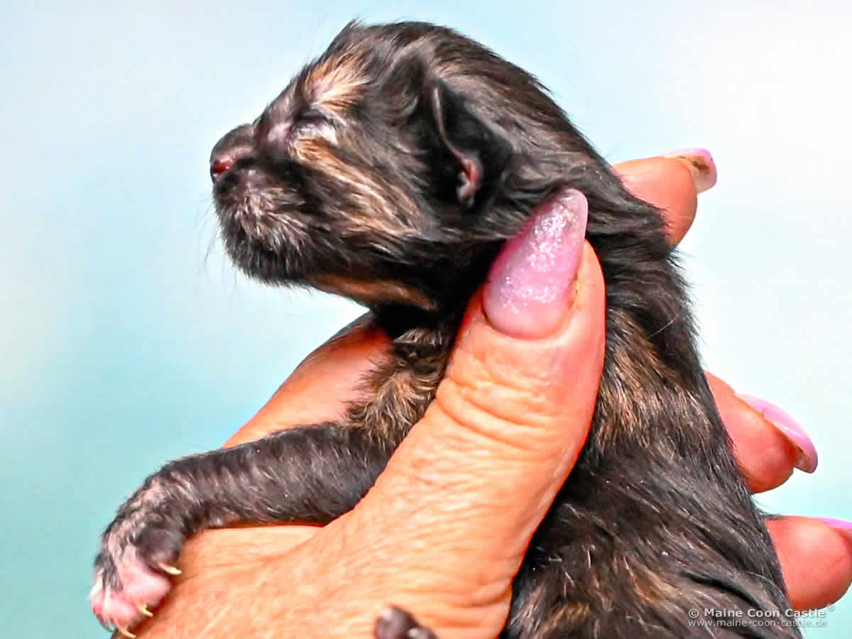 I4 Ira 1 Tag alt Maine Coon Baby I4 Ira 1 Tag alt