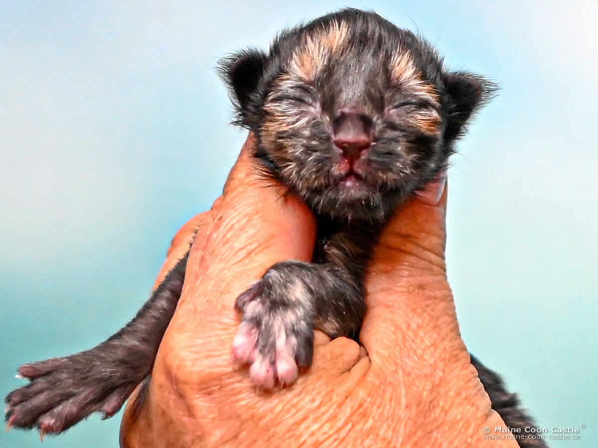 Maine Coon Baby I4 Ira 1 Tag alt Maine Coon Baby I4 Ira 1 Tag alt