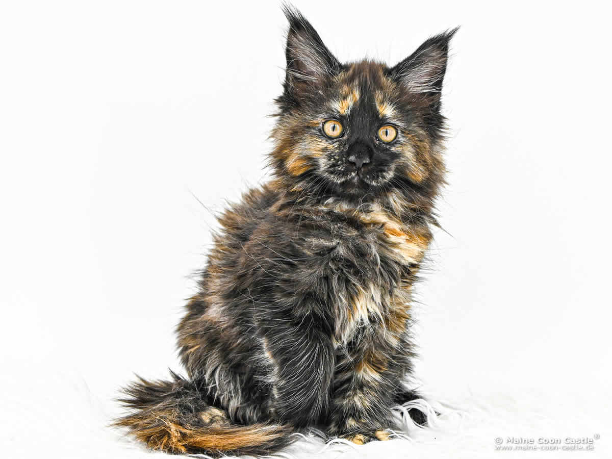 Maine Coon Baby I4 Ira 10 Wochen alt Maine Coon Baby I4 Ira 10 Wochen alt