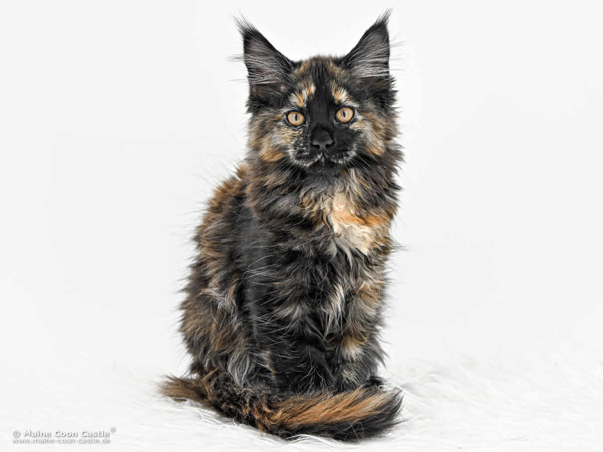 I4 Ira 12 Wochen alt, 1740 g Maine Coon Baby I4 Ira 12 Wochen alt