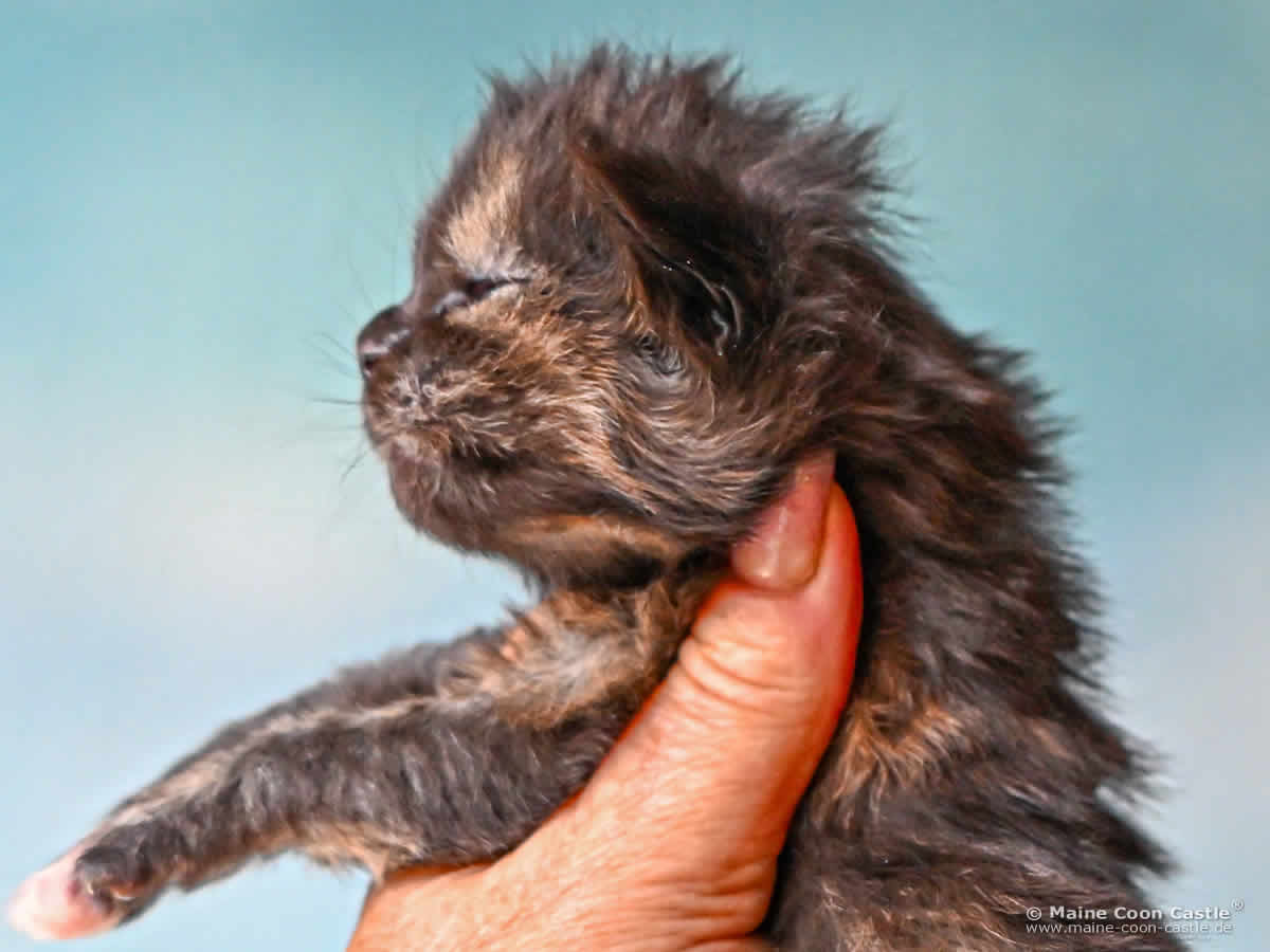 I4 Ira 2 Wochen alt Maine Coon Baby I4 Ira 2 Wochen alt