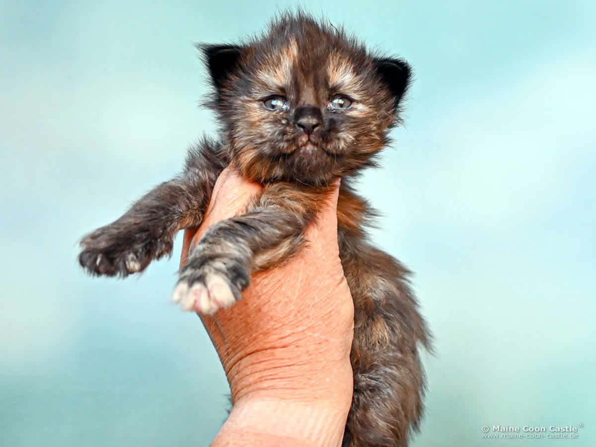 I4 Ira of Maine Coon Castle I4 Ira of Maine Coon Castle