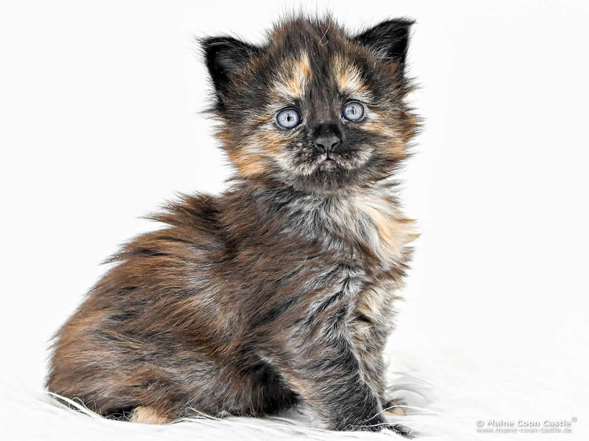 I4 Ira 4 Wochen alt, 582 g Maine Coon Baby I4 Ira 4 Wochen alt