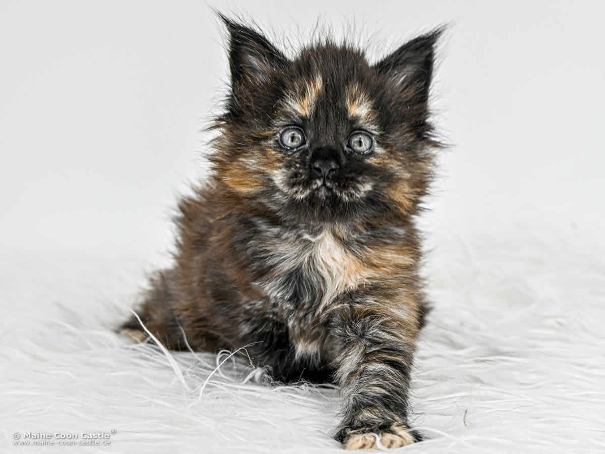 I4 Ira 5 Wochen alt, 671 g Maine Coon Baby I4 Ira 5 Wochen alt