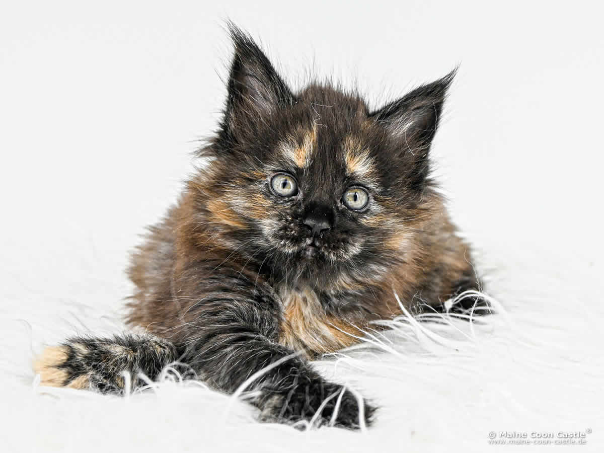 Maine Coon Baby I4 Ira 6 Wochen alt Maine Coon Baby I4 Ira 6 Wochen alt