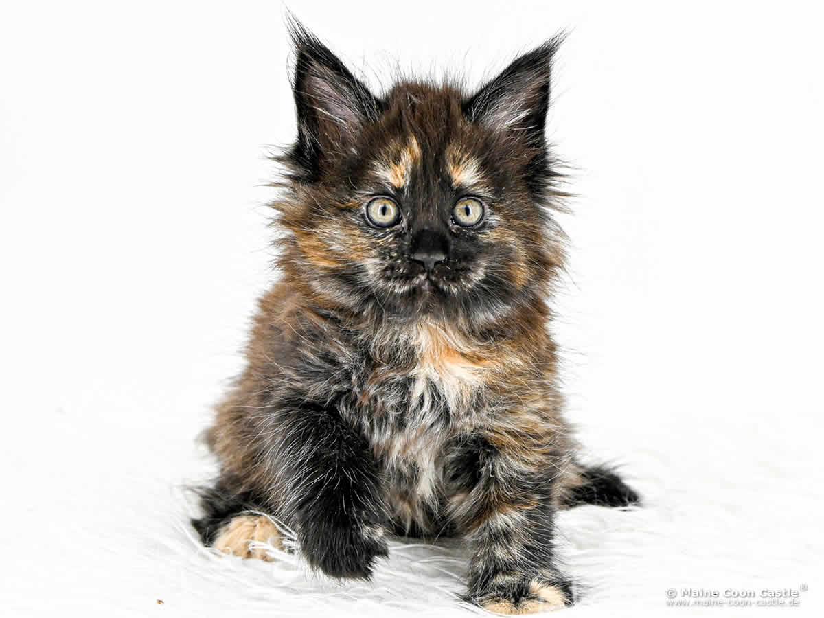 I4 Ira of Maine Coon Castle I4 Ira of Maine Coon Castle