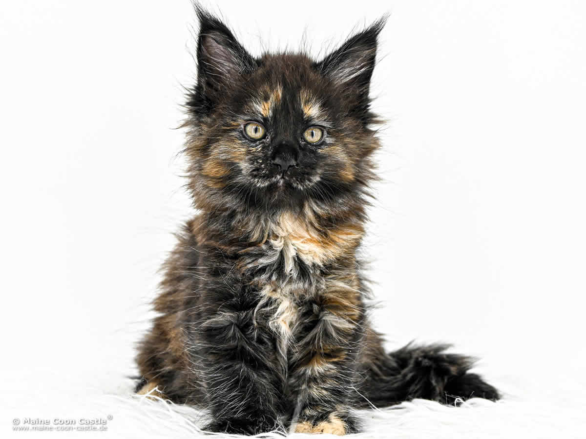 Maine Coon Baby I4 Ira 8 Wochen alt Maine Coon Baby I4 Ira 8 Wochen alt