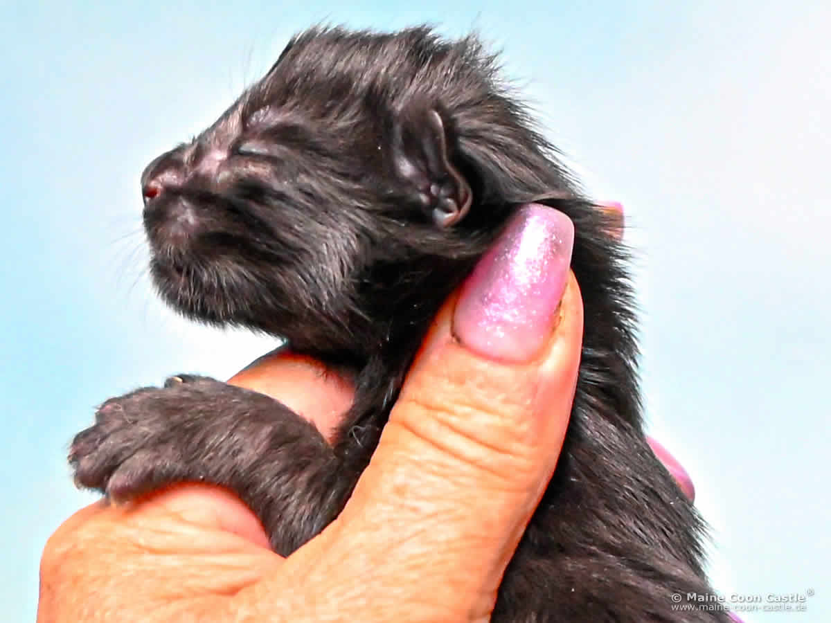 I4 Ivy 1 Tag alt Maine Coon Baby I4 Ivy 1 Tag alt
