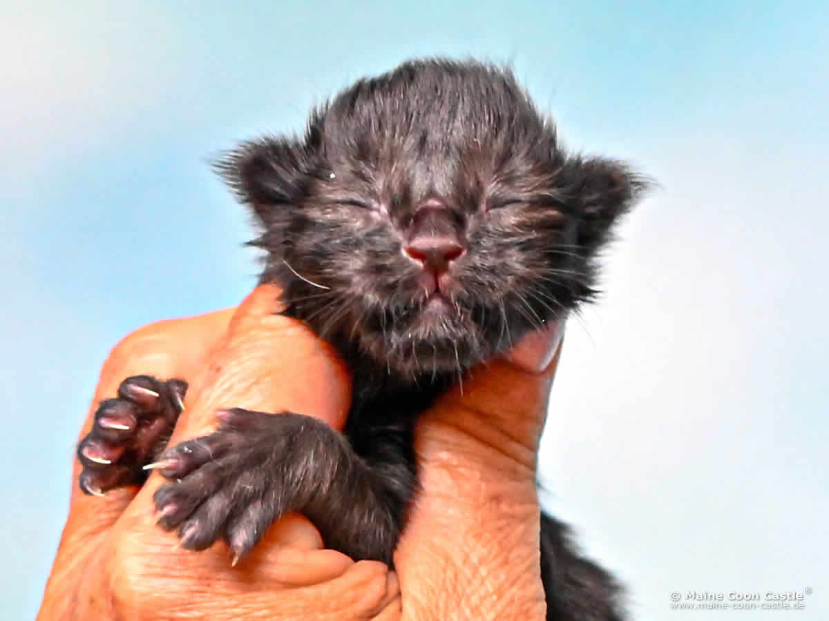 I4 Ivy 1 Tag alt Maine Coon Baby I4 Ivy 1 Tag alt