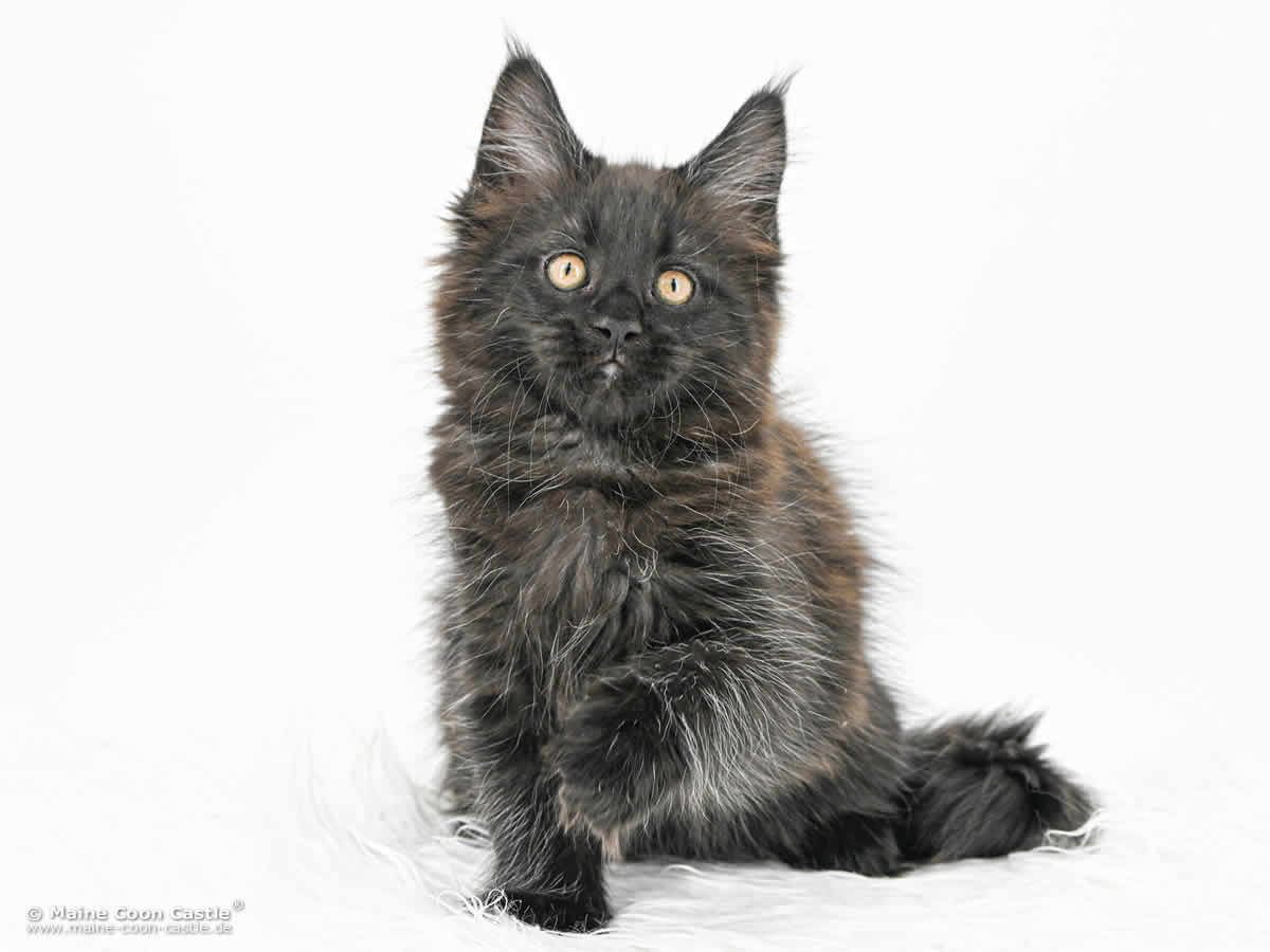 Maine Coon Baby I4 Ivy 10 Wochen alt Maine Coon Baby I4 Ivy 10 Wochen alt