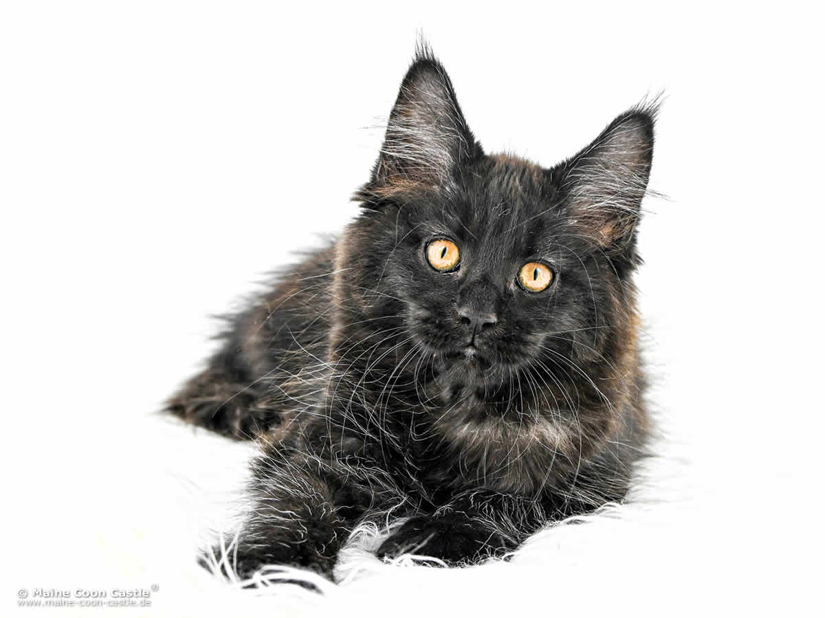 Maine Coon Baby I4 Ivy 12 Wochen alt Maine Coon Baby I4 Ivy 12 Wochen alt