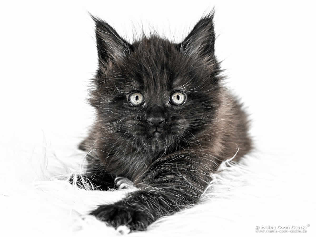 Maine Coon Baby I4 Ivy 6 Wochen alt