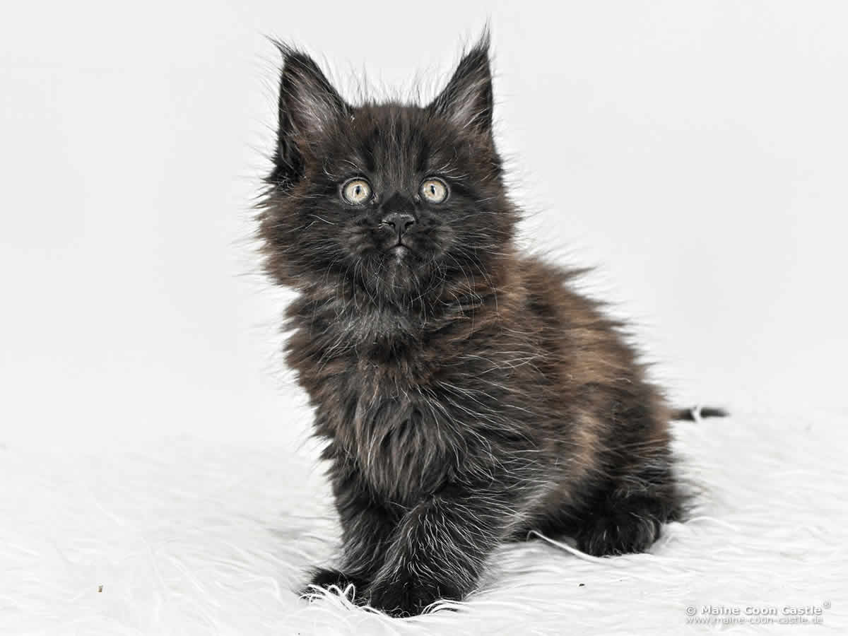 I4 Ivy of Maine Coon Castle I4 Ivy of Maine Coon Castle