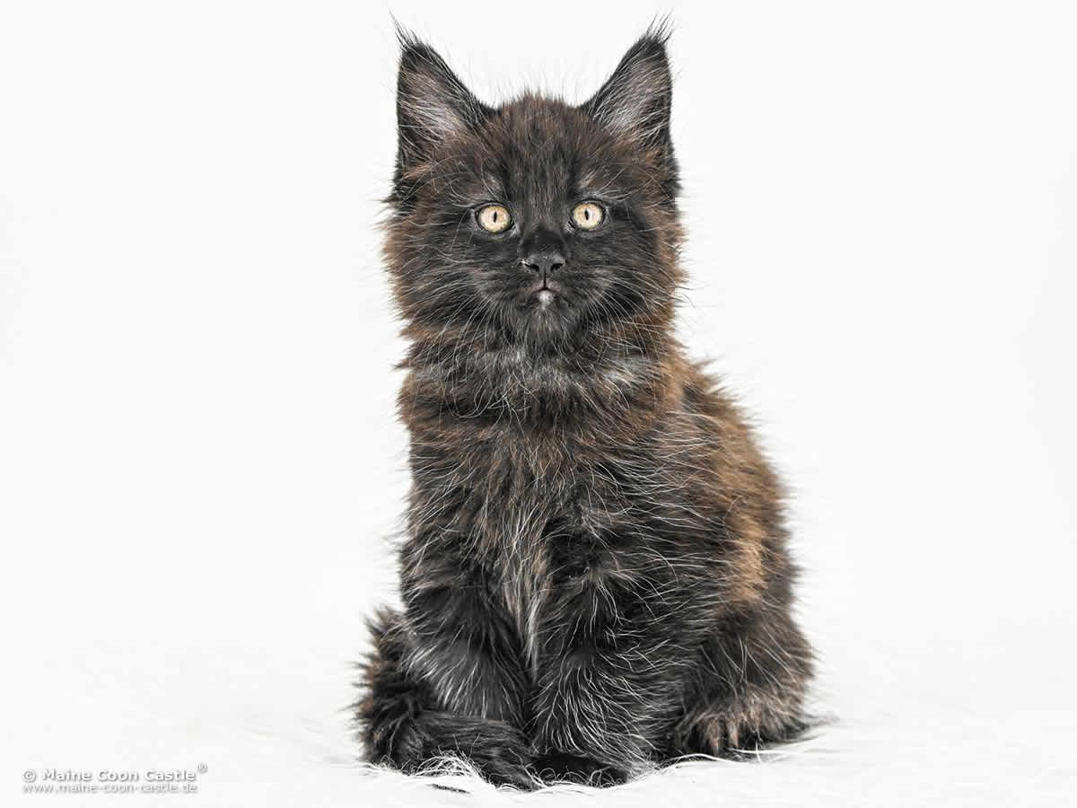Maine Coon Baby I4 Ivy 8 Wochen alt Maine Coon Baby I4 Ivy 8 Wochen alt