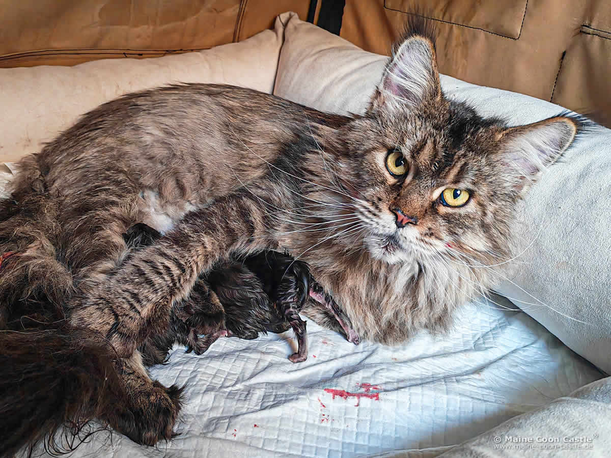 Maine Coon Katze Elea mit Babys im Wurfbett Maine Coon Katze Elea mit Babys im Wurfbett