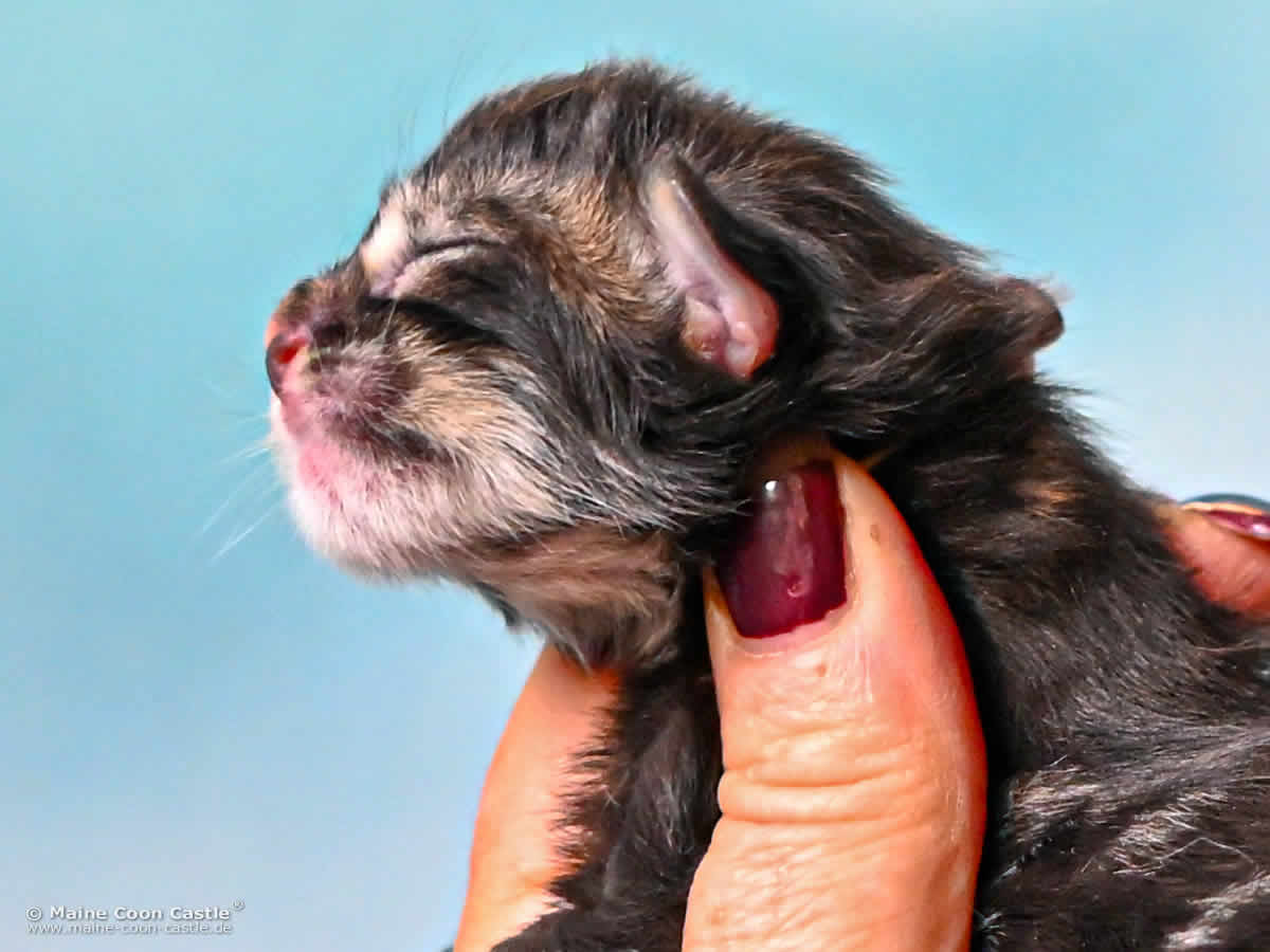 J4 Jack 1 Tag alt Maine Coon Kitten J4 Jack 1 Tag alt
