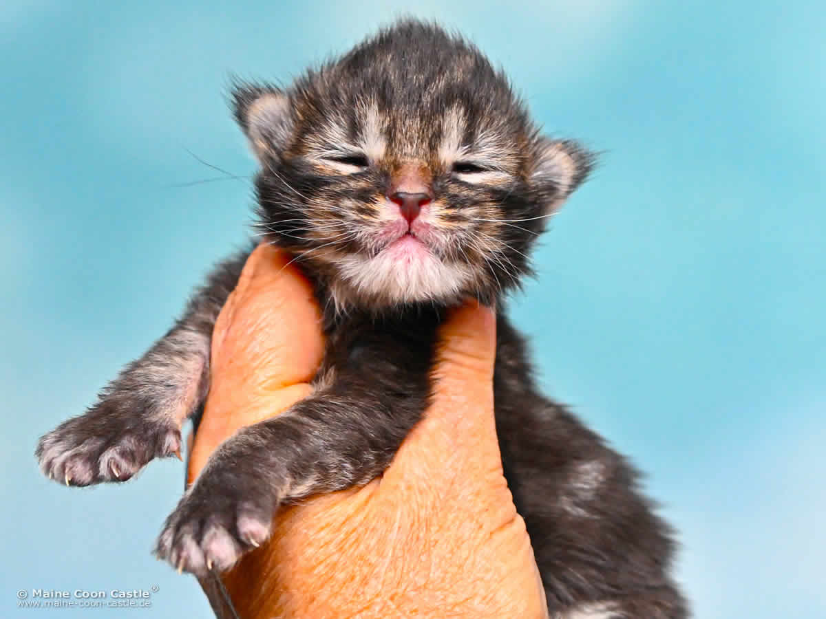 Maine Coon Kitten J4 Jack 1 Woche alt Maine Coon Kitten J4 Jack 1 Woche alt
