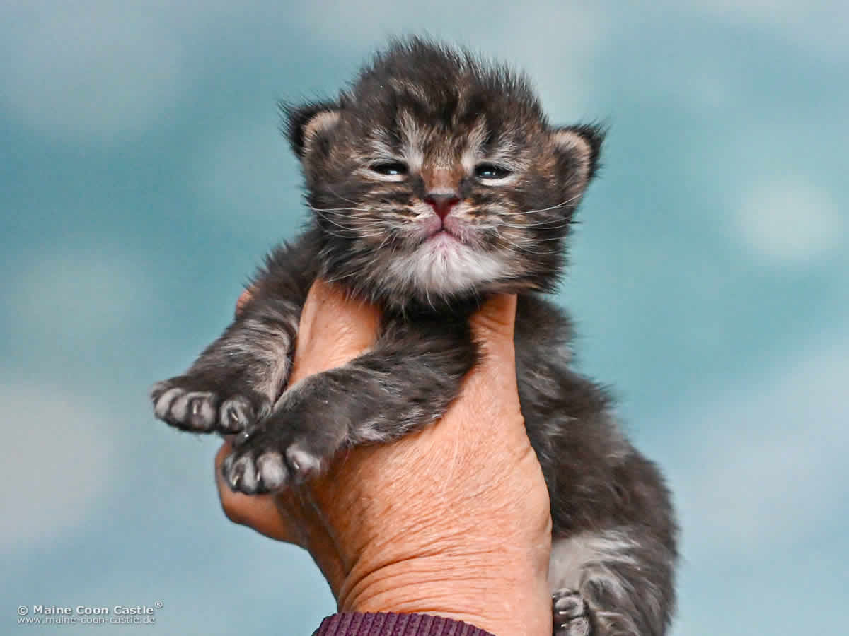 Maine Coon Kitten J4 Jack 2 Wochen alt Maine Coon Kitten J4 Jack 2 Wochen alt