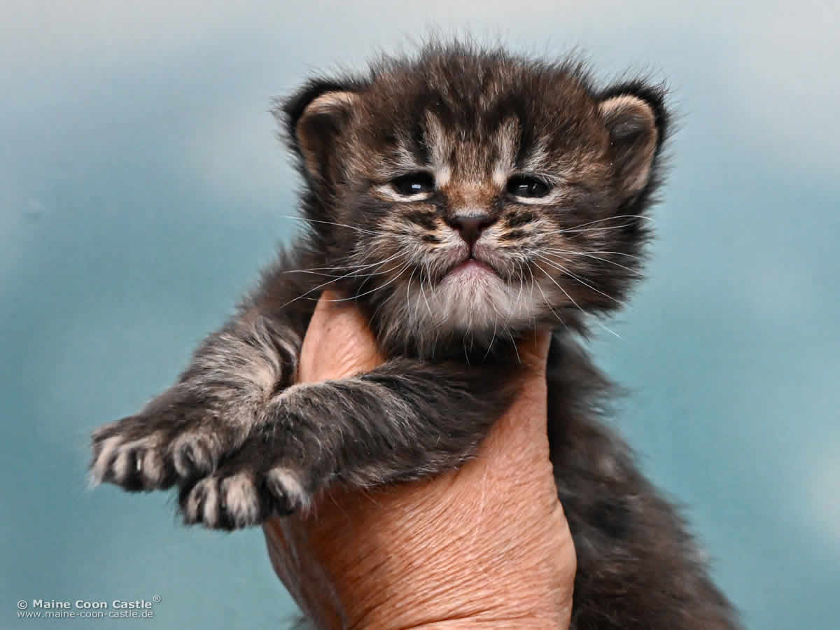 Maine Coon Kitten J4 Jack 3 Wochen alt Maine Coon Kitten J4 Jack 3 Wochen alt