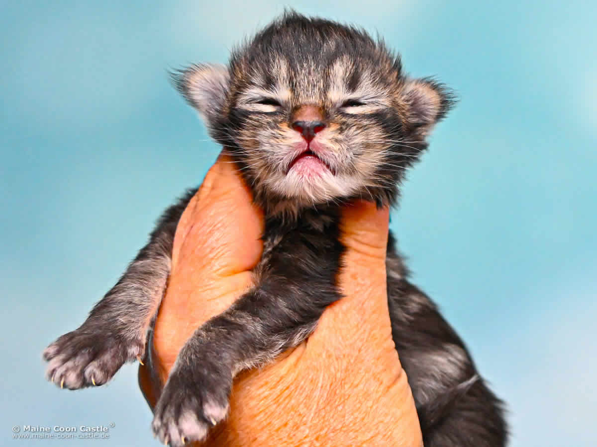 Maine Coon Kitten J4 Joy 1 Woche alt Maine Coon Kitten J4 Joy 1 Woche alt